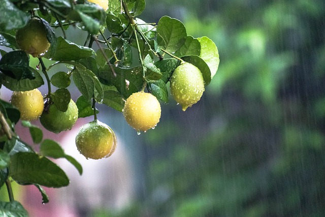 Read more about the article घर में आम का पेड़ शुभ या अशुभ mango tree in house