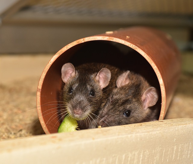 चूहे भगाने का घरेलू उपाय