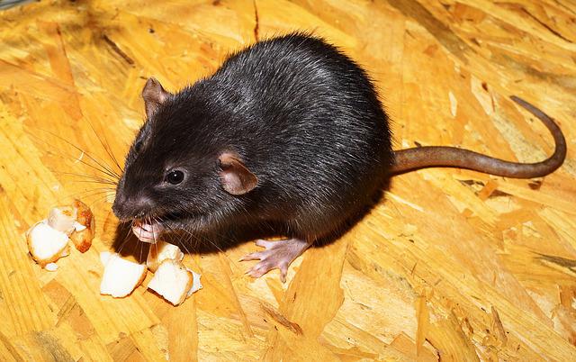 चूहे के काटने पर इलाज
