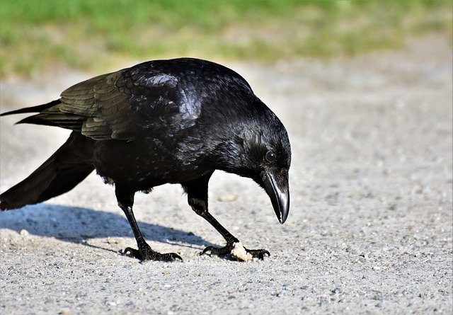 crow 