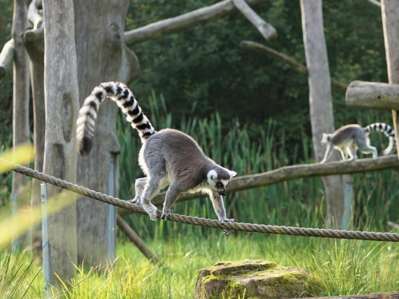 Read more about the article पूछ से पानी पिने वाला जीव और  ring tailed lemur in hindi