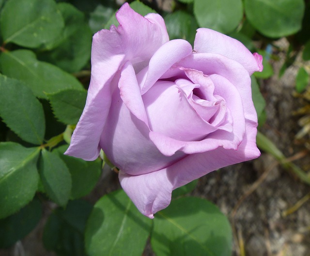 Lavender Roses