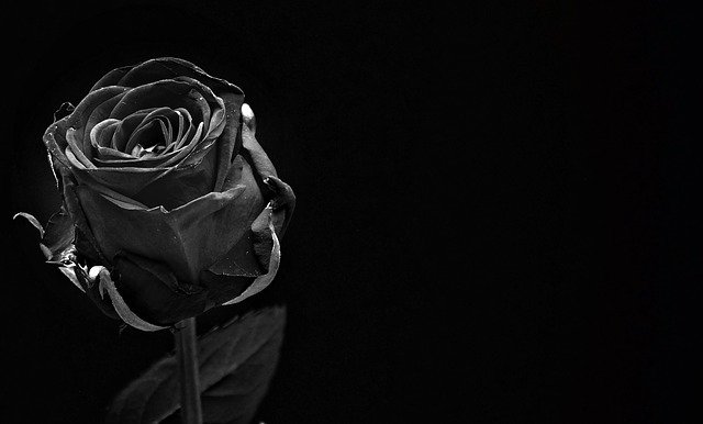 Black Roses