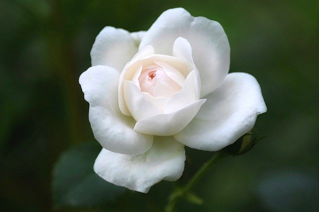 ‌‌‌सफेद गुलाब