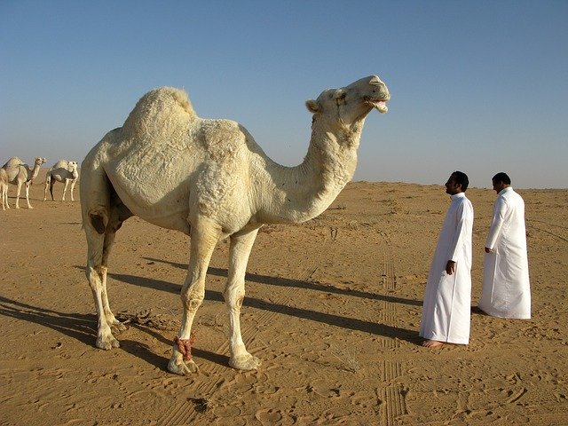 Dromedary