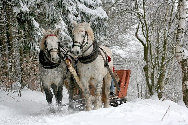 Breton horse