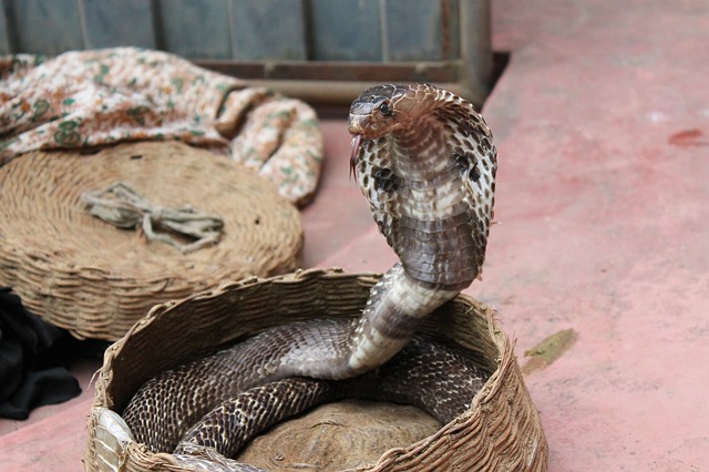 snake charming