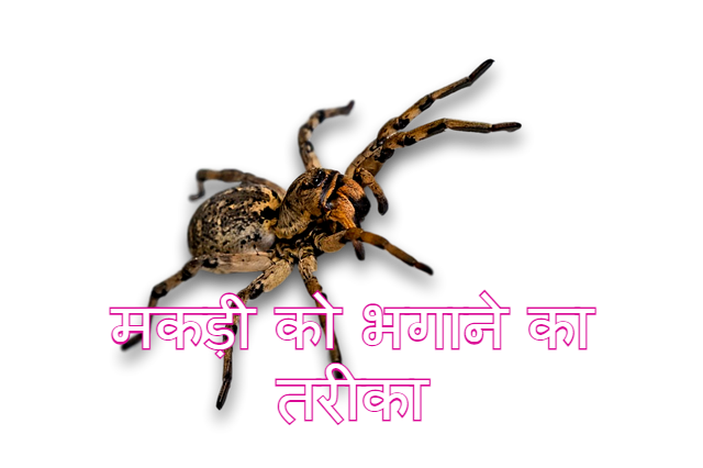 Read more about the article घर से मकड़ी भगाने के उपाय ghar mein makdi ko kaise bhagaye