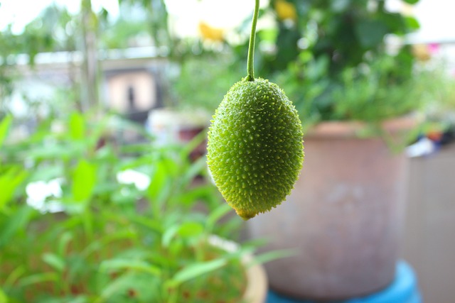 Seeing bitter gourd vine in dream