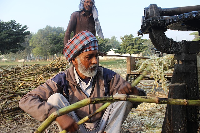 ‌‌‌गन्ने के लिए कुछ किस्में