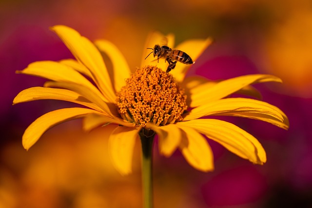 मधुमक्खी पालन फायदे