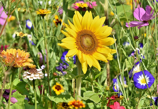 sunflower seeds ke fayde