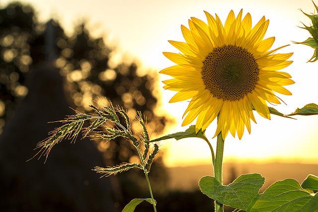 sunflower seeds benefits in hindi