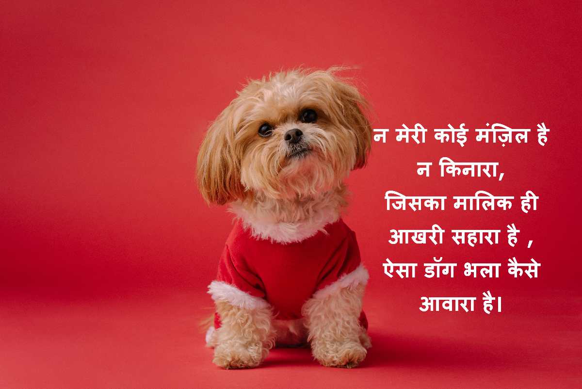 Read more about the article ‌‌‌300 + डॉग की मौत पर शायरी dog death shayari in hindi