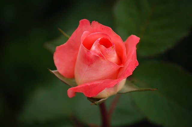 Hybrid Tea rose