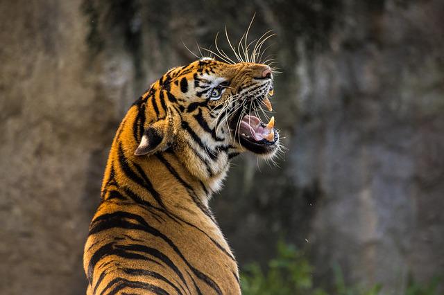 Javan tiger