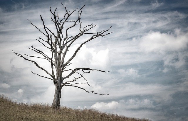 हींग और नमक की मदद से पेड़ को सुखाना tree ko sukhane ka tarika