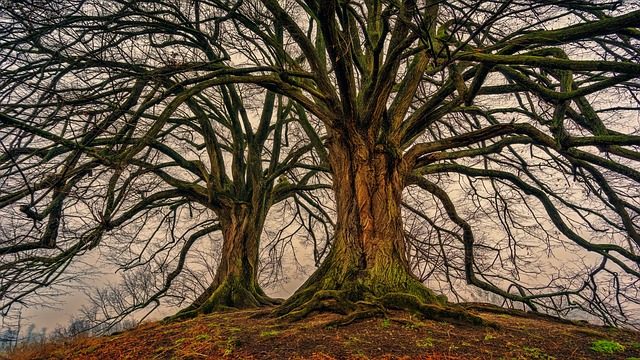 जानिये अनाज बरसने वाले रहस्यमय पेड़ के बारे मे
