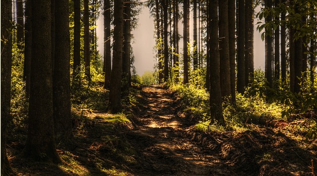 दुनिया का सबसे खतरनाक जंगल Aokigahara Forest (Japan)