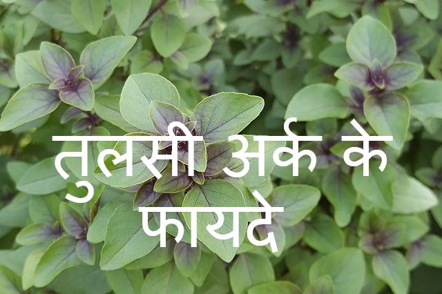 Read more about the article तुलसी अर्क के 18 फायदे  और नुकसान tulsi ark ke fayde in hindi