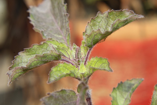 Read more about the article ‌‌‌तुलसी की पूजा करने से होते हैं यह फायदे tulsi ki puja ke fayde