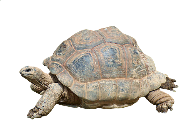 turtle