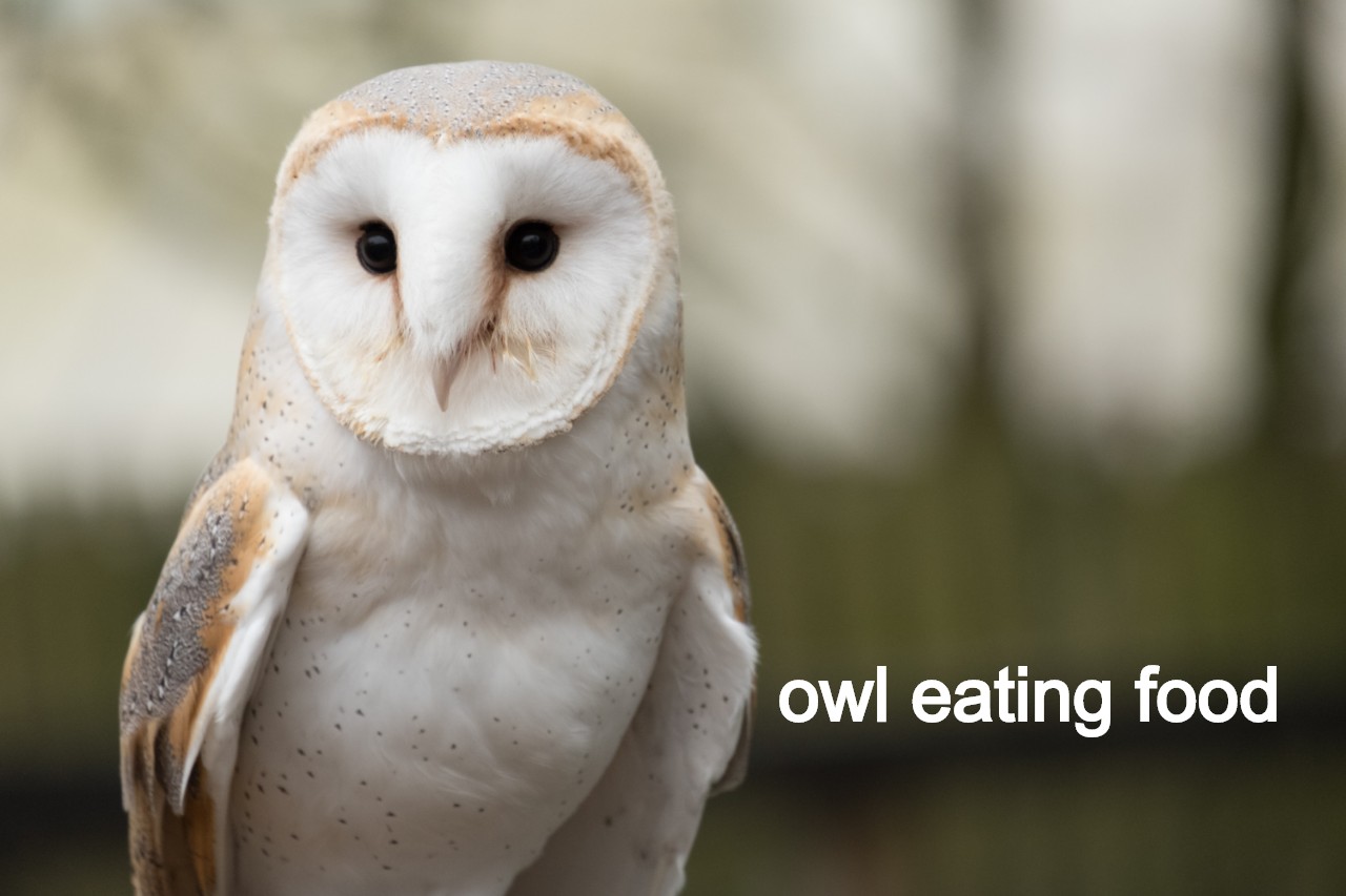 Read more about the article उल्लू का भोजन क्या है owl eating food list