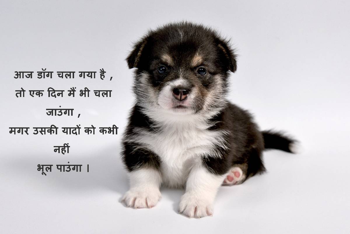 dog death shayari in hindi