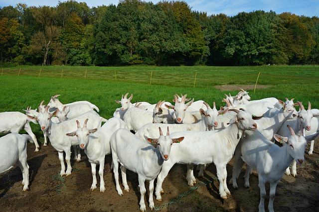 broton vet for goats