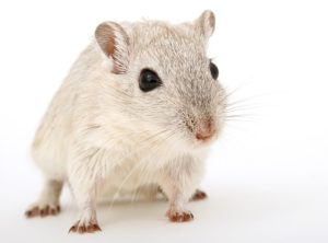 Read more about the article चूहा खाने से क्या फायदा होता है? why pepole eat rat meat