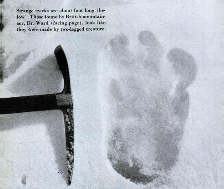 Alleged Yeti footprint found by Michael Ward 