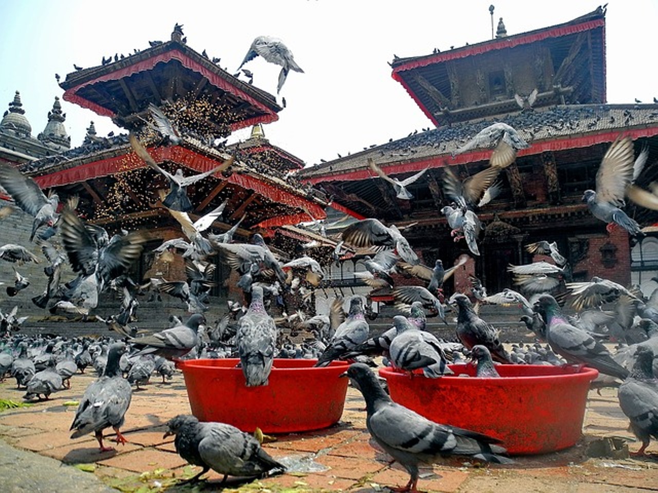 Read more about the article कबूतर क्या खाते हैं ? kabutar ka bhojan kya hai ?