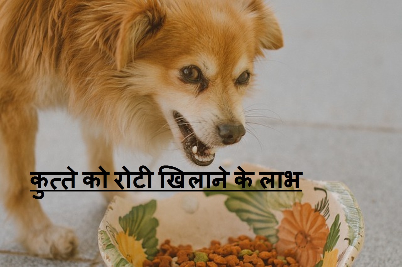 Read more about the article कुत्ते को रोटी खिलाने ‌‌‌के 18 फायदे भी जान लिजिए