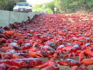 Read more about the article केकड़ों का आइलैंड आस्ट्रैलिया रहस्य रोमांच Christmas Island red crab