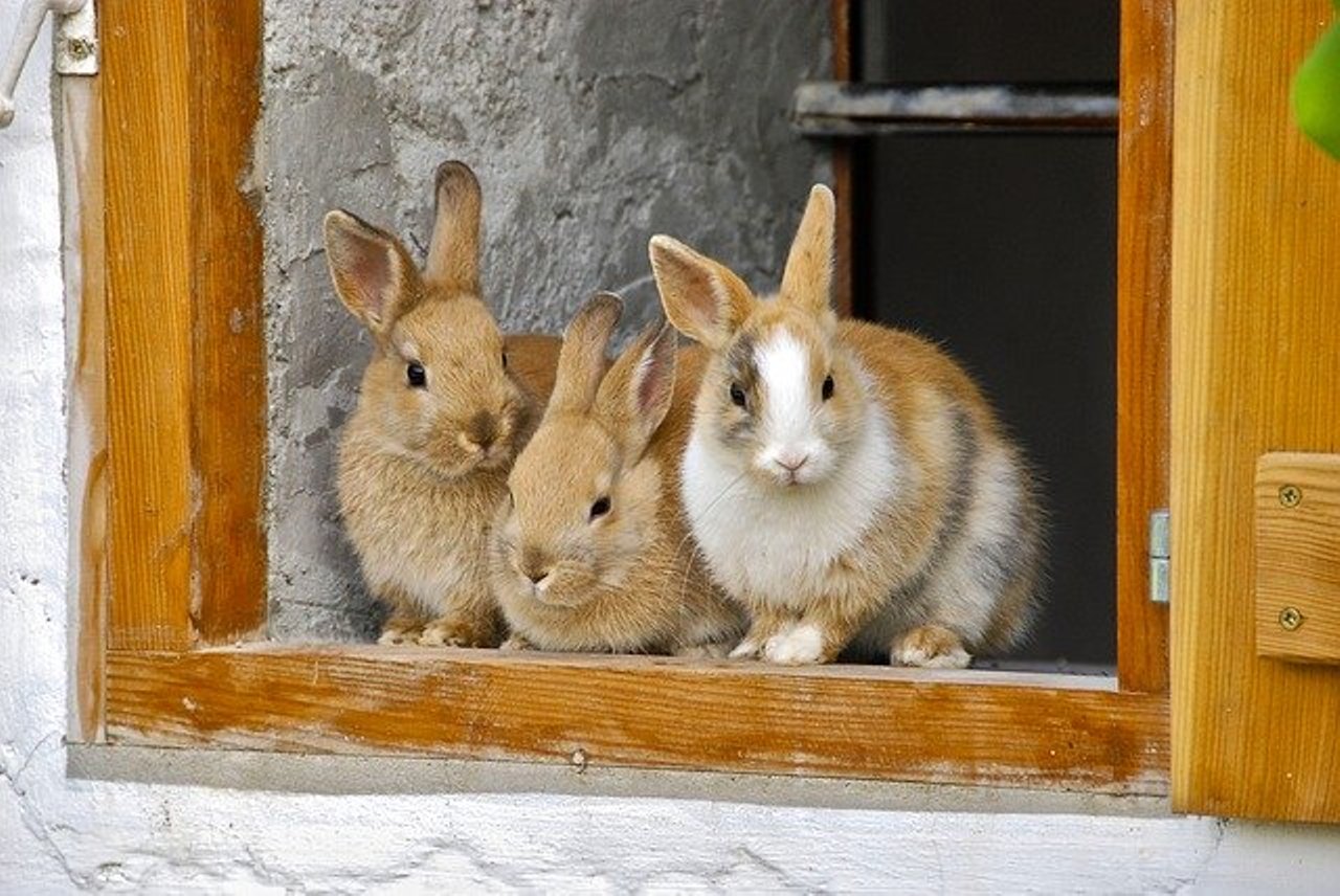 Read more about the article खरगोश पालने के 22 अनोखे फायदे और 7 नुकसान