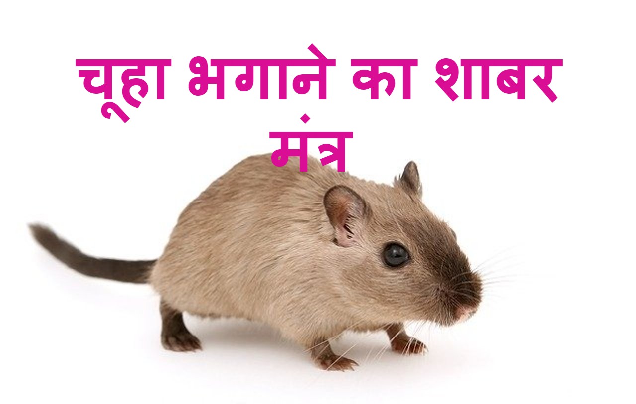 Read more about the article चूहा भगाने का शाबर मंत्र क्या आपके घर मे चूहे हैं ?