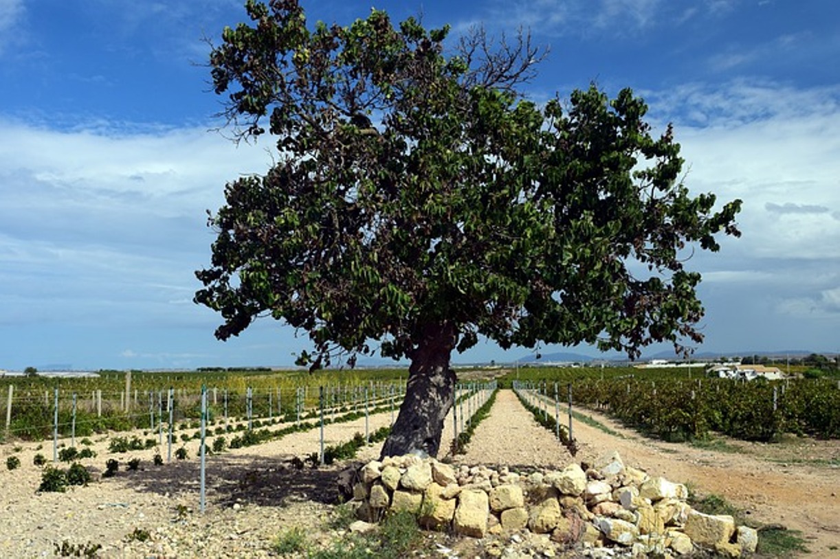 Read more about the article पीपल का पेड़ लगाने से क्या फायदा होता है। peepal tree benefit