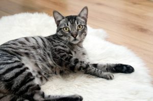 Read more about the article बिल्ली का जूठा खाने से होते हैं यह 10 भयंकर नुकसान