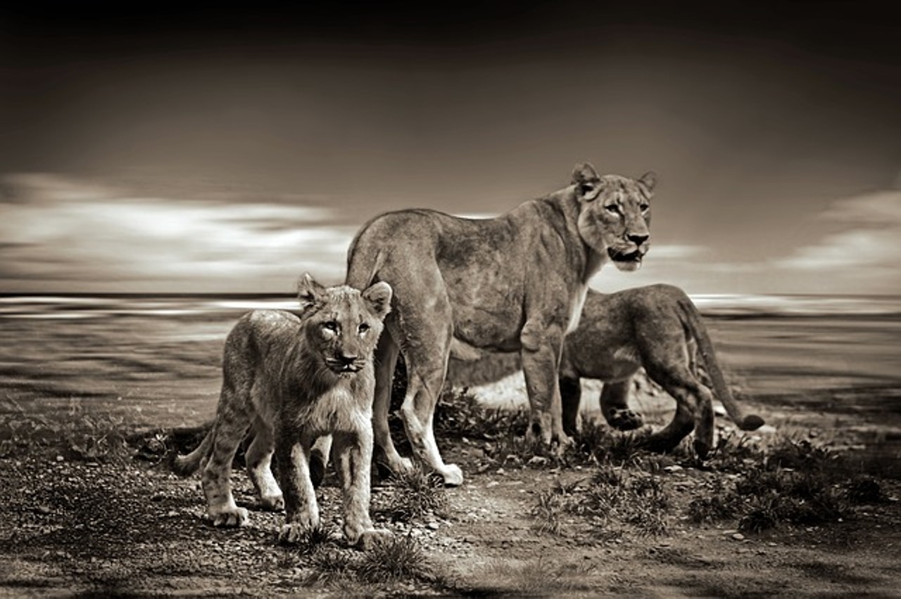 Read more about the article शेरनी कितने बच्चों को जन्म देती है ? शेरों मे प्रजनन