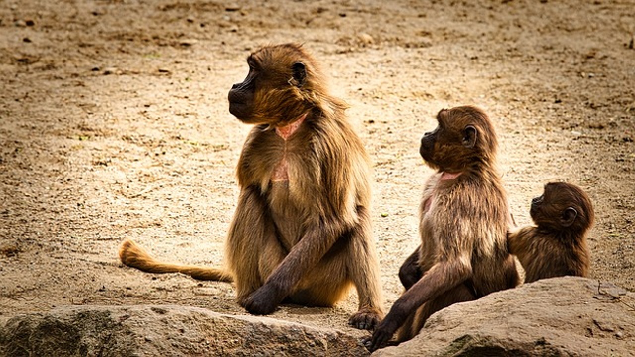 Read more about the article ‌‌‌सपने मे बंदर देखने का अर्थ ,मतलब और शुभ अशुभ