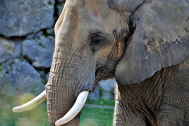 Read more about the article हाथी के दांत की कीमत जानकर आप हैरान रह जाएंगे