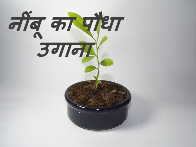 Read more about the article नींबू का पौधा लगाने का सही तरीका क्या है जानें