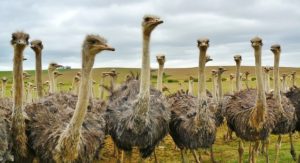 Read more about the article shuturmurg kya khata hai ? full lifespan of ostrich